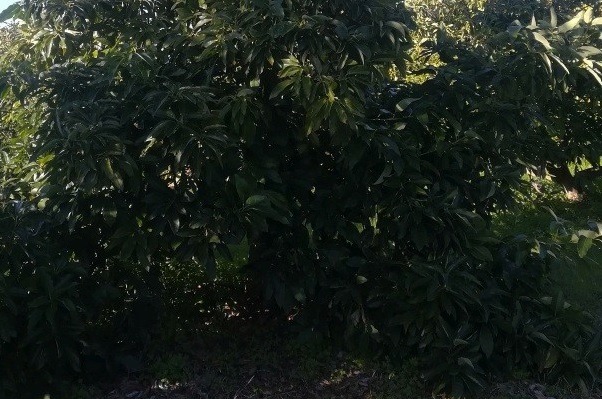 Avocado. Il mostro verde venuto dal Sud America