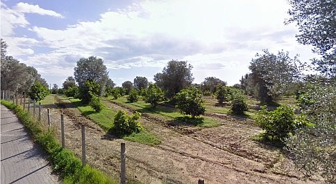 AvocadoBio, il mio passato, il mio futuro